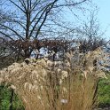 Stipa calamagrostis en hiver